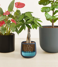 Load image into Gallery viewer, Charcoal