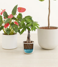 Load image into Gallery viewer, Cotton