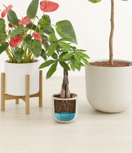 Load image into Gallery viewer, Cotton stand:one_stand