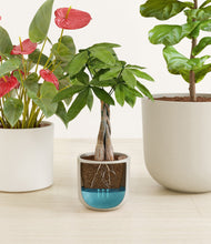 Load image into Gallery viewer, Cotton