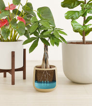 Load image into Gallery viewer, Misty Morning stand:one_stand