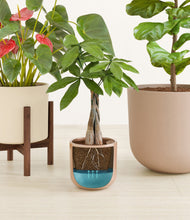 Load image into Gallery viewer, Peach Blossom stand:one_stand