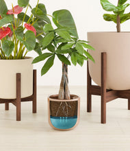 Load image into Gallery viewer, Peach Blossom stand:two_stands