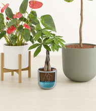 Load image into Gallery viewer, Whispering Waves stand:one_stand