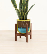 Load image into Gallery viewer, Key Lime Yellow stand:walnut