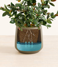 Load image into Gallery viewer, Olive