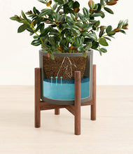 Load image into Gallery viewer, Dark Olive stand:walnut