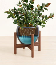 Load image into Gallery viewer, Deep Navy stand:walnut