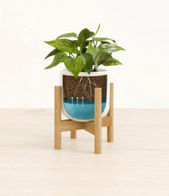Load image into Gallery viewer, Cotton White stand:bamboo