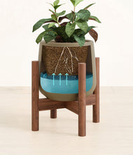 Load image into Gallery viewer, Olive stand:walnut