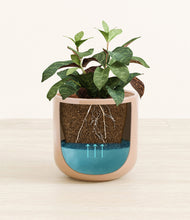 Load image into Gallery viewer, Glossy Pink