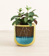 Load image into Gallery viewer, Mustard