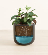 Load image into Gallery viewer, Stone Black