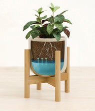 Load image into Gallery viewer, Sage Green stand:bamboo