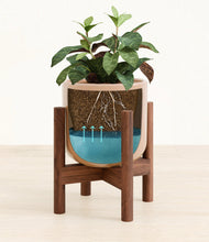 Load image into Gallery viewer, Glossy Pink stand:walnut