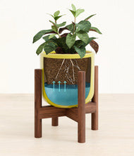 Load image into Gallery viewer, Key Lime Yellow stand:walnut