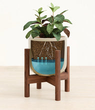 Load image into Gallery viewer, Sage Green stand:walnut