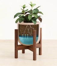 Load image into Gallery viewer, Sandy Pink stand:walnut