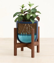 Load image into Gallery viewer, Twilight Blue stand:walnut