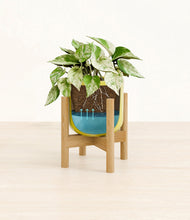 Load image into Gallery viewer, Key Lime Yellow stand:bamboo