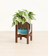 Load image into Gallery viewer, Cotton White stand:walnut