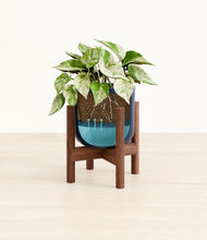 Load image into Gallery viewer, Twilight Blue stand:walnut
