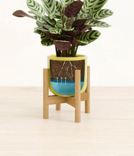 Load image into Gallery viewer, Key Lime Yellow stand:bamboo