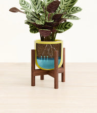 Load image into Gallery viewer, Key Lime Yellow stand:walnut
