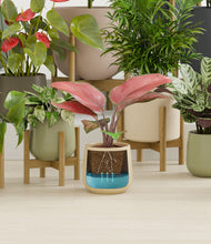 Load image into Gallery viewer, Countryside stand:fourteen_stands