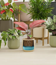 Load image into Gallery viewer, Countryside stand:nine_stands