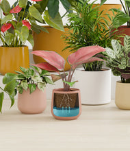 Load image into Gallery viewer, Evening Sky