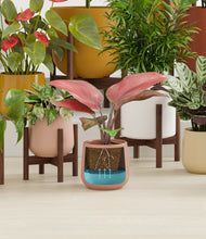 Load image into Gallery viewer, Evening Sky stand:fourteen_stands