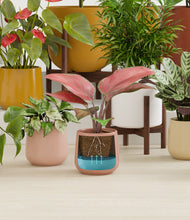 Load image into Gallery viewer, Evening Sky stand:nine_stands