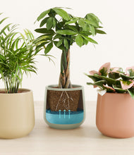 Load image into Gallery viewer, Lily Pad