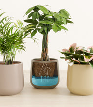 Load image into Gallery viewer, Woodland