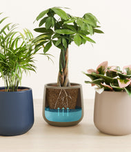 Load image into Gallery viewer, Winding River