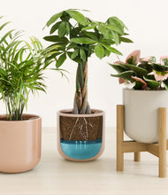 Load image into Gallery viewer, Peach Blossom stand:one_stand