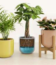 Load image into Gallery viewer, Pixie Petals stand:one_stand