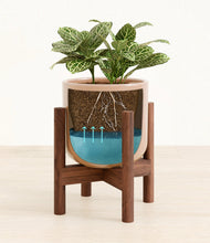 Load image into Gallery viewer, Glossy Pink stand:walnut