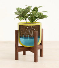 Load image into Gallery viewer, Key Lime Yellow stand:walnut