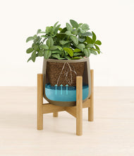 Load image into Gallery viewer, Olive stand:bamboo