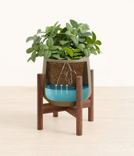 Load image into Gallery viewer, Olive stand:walnut