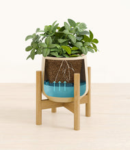 Load image into Gallery viewer, Almond Green stand:bamboo