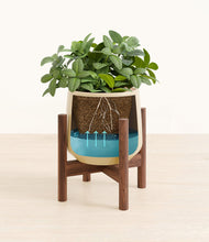 Load image into Gallery viewer, Almond Green stand:walnut