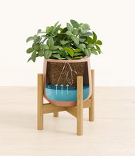 Load image into Gallery viewer, Calm Rose stand:bamboo