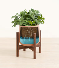 Load image into Gallery viewer, Calm Rose stand:walnut