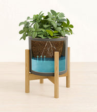 Load image into Gallery viewer, Dark Olive stand:bamboo