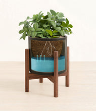 Load image into Gallery viewer, Black stand:walnut