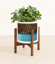 Load image into Gallery viewer, White stand:walnut