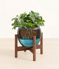 Load image into Gallery viewer, Deep Navy stand:walnut